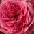 Pink - Park rose - Elmshorn®